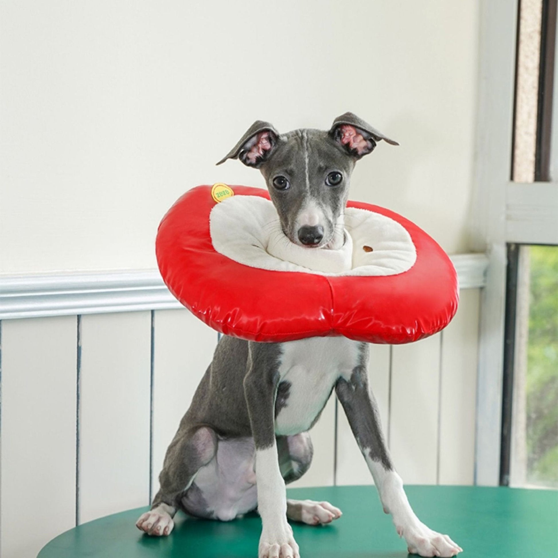 Apple Recovery Cone Adjustable for Dog & Cat - PIKAPIKA