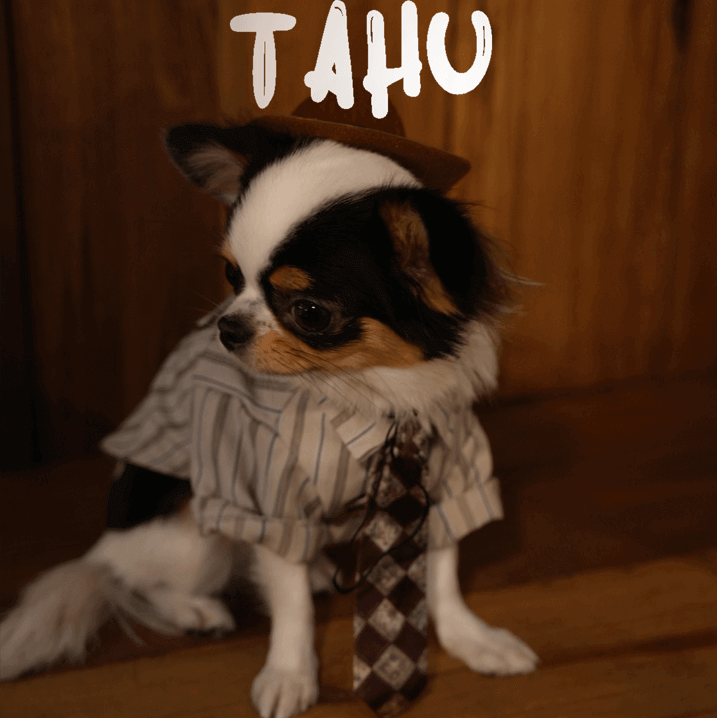 Gentleman Pet Shirt – Fall Dog & Cat Apparel