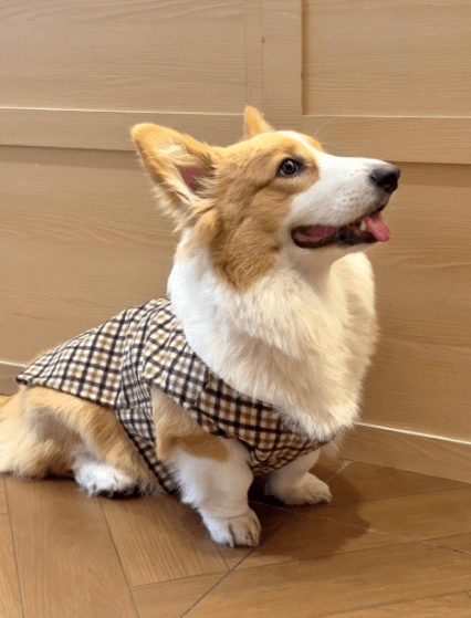 Vintage Knit Sweater Coat – Cozy Cashmere Warm Pet Jacket