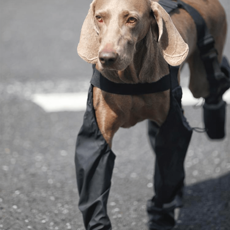 Big Dog Boots Large Size Dog Shoes Waterproof Outdoor Gear - PIKAPIKA