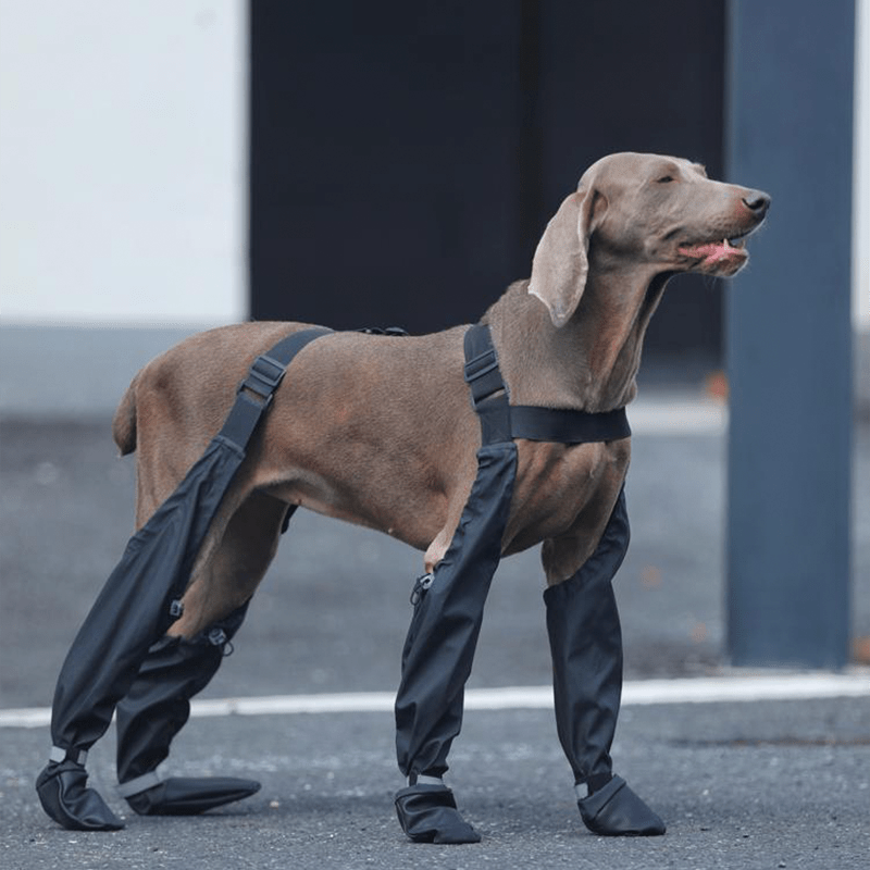 Big Dog Boots Large Size Dog Shoes Waterproof Outdoor Gear - PIKAPIKA