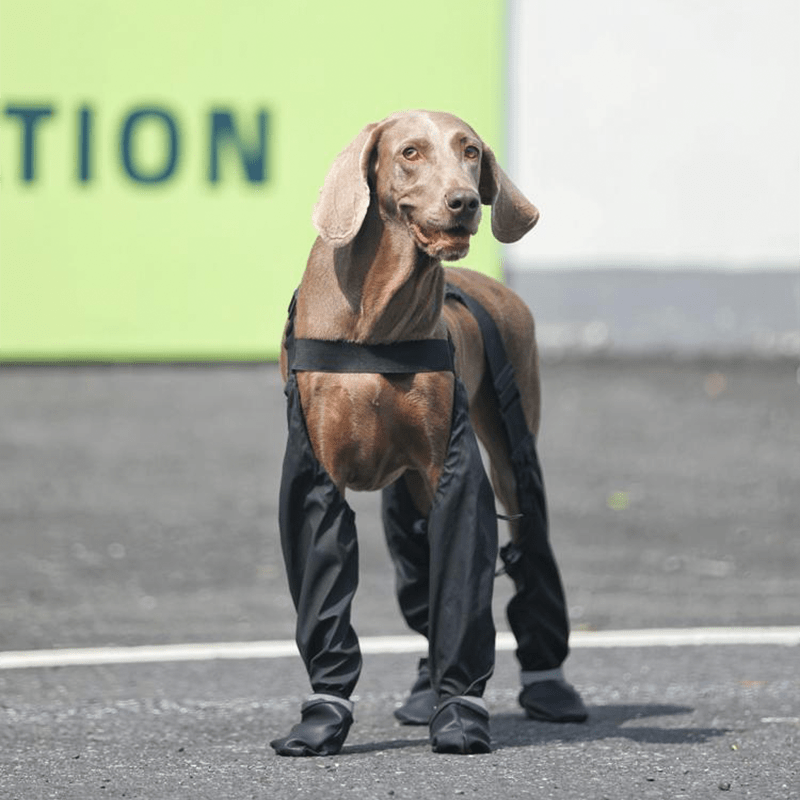 Big Dog Boots Large Size Dog Shoes Waterproof Outdoor Gear - PIKAPIKA