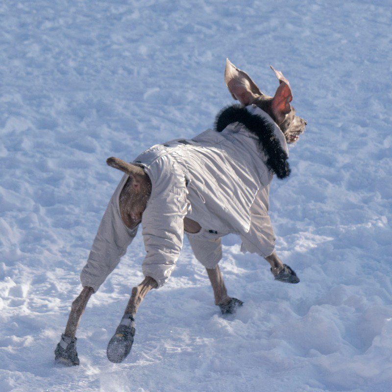 Big Dog Clothing Snowsuit Onesie Coat Padded Jacket - PIKAPIKA