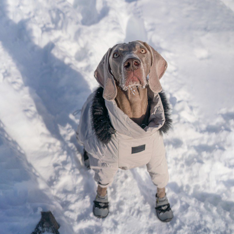 Big Dog Clothing Snowsuit Onesie Coat Padded Jacket - PIKAPIKA