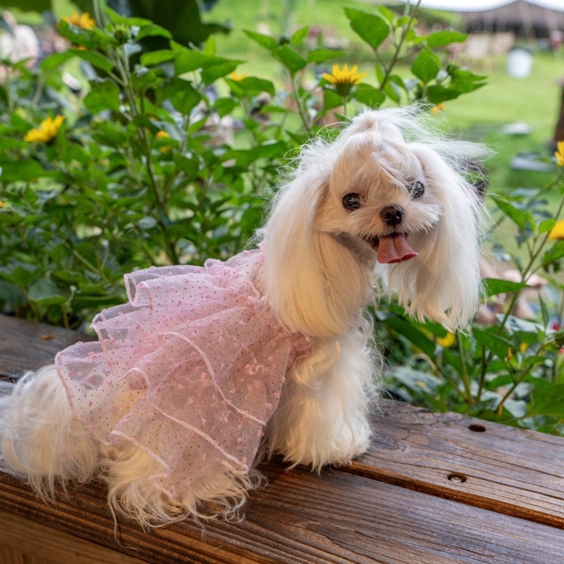 Bling Tulle Layered Dress – Elegant Party Look for Toy Dogs - PIKAPIKA