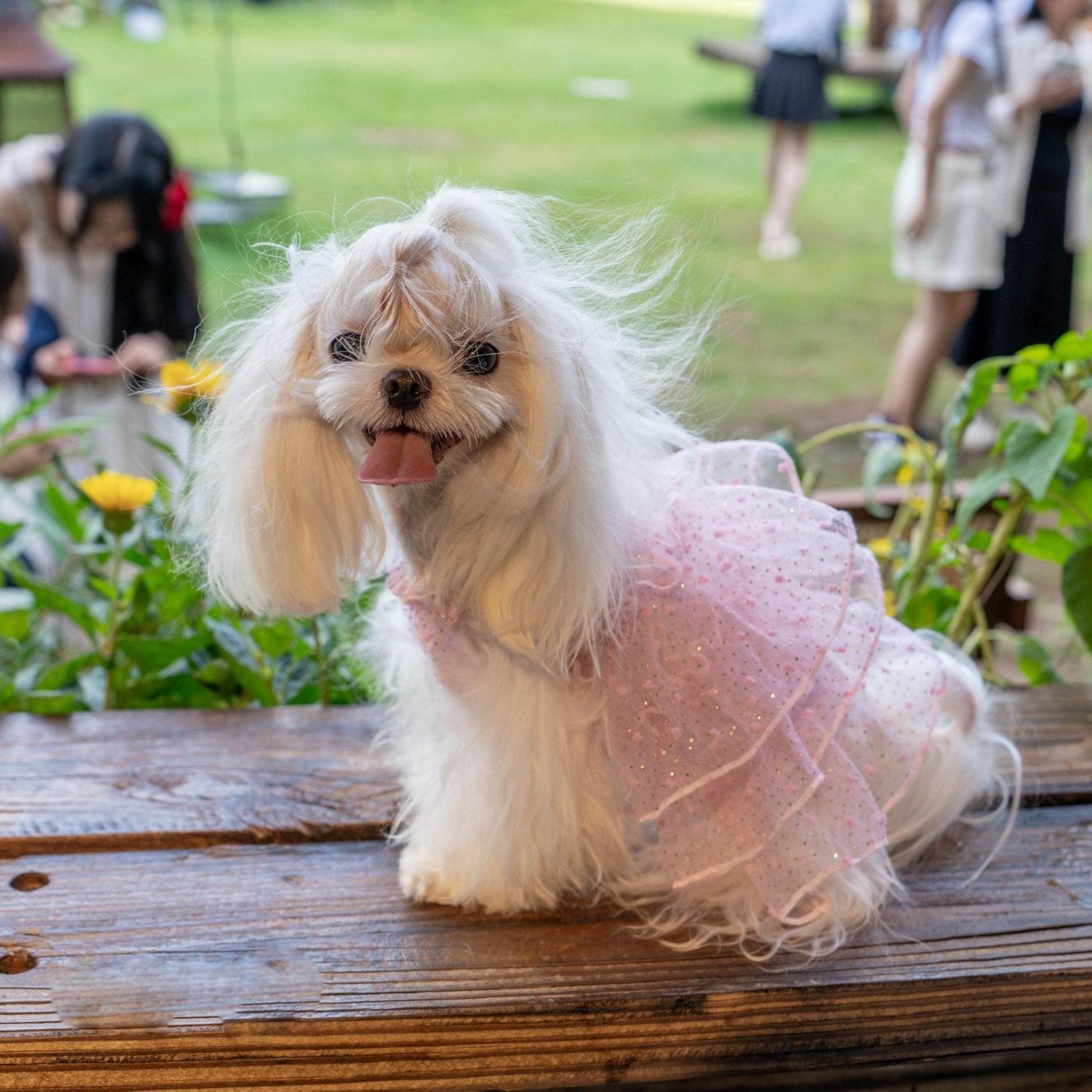 Bling Tulle Layered Dress – Elegant Party Look for Toy Dogs - PIKAPIKA