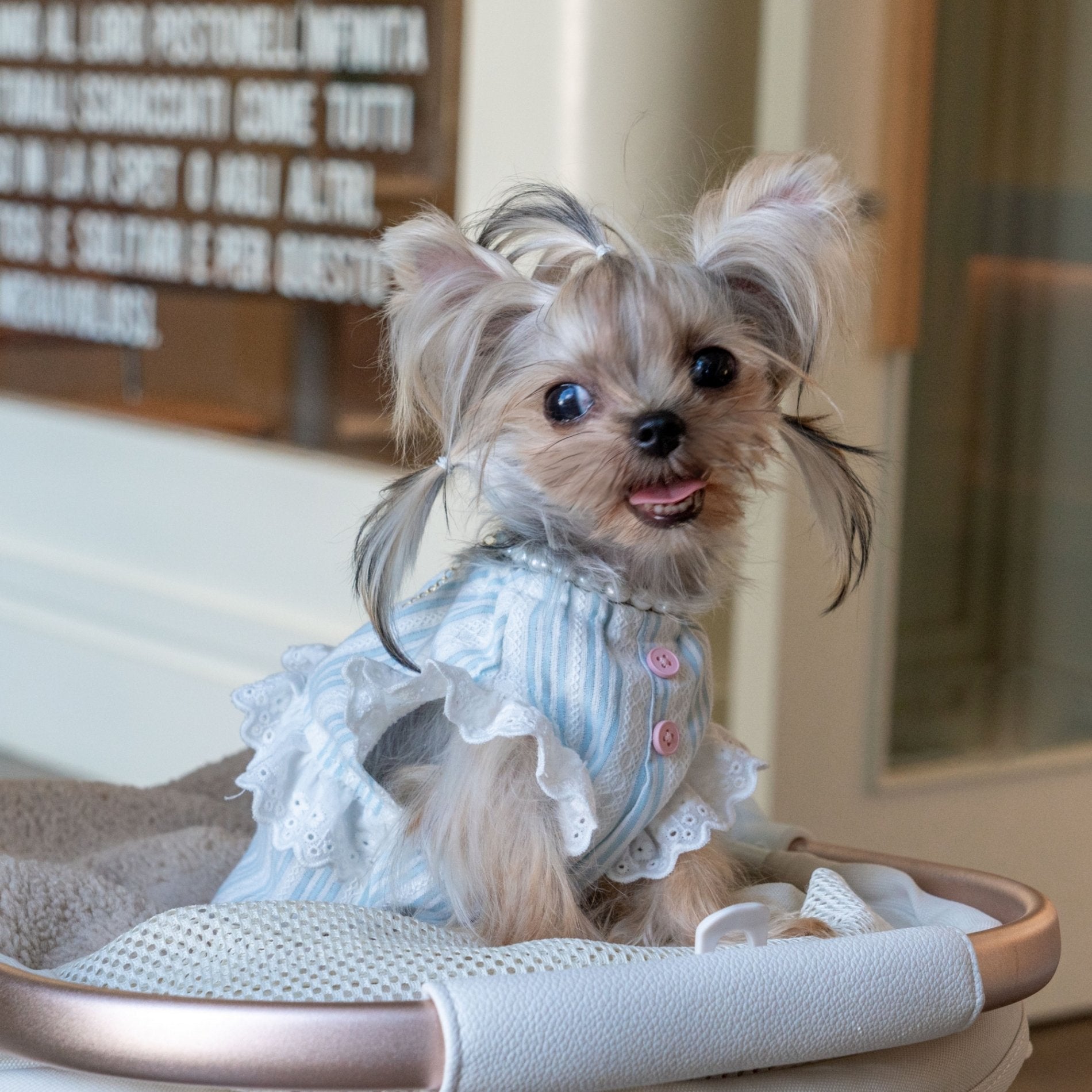 Breathable Cotton Shirt with Pumpkin Design for Toy Dogs - PIKAPIKA