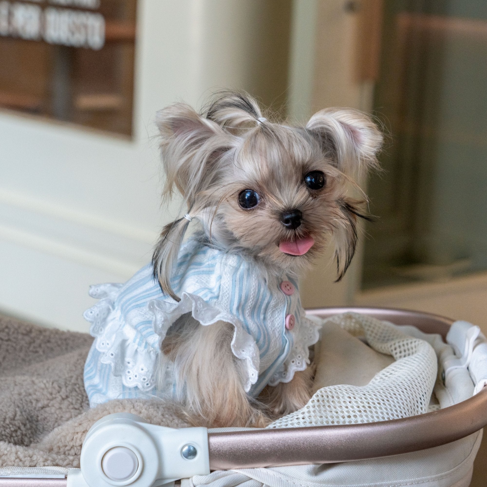 Breathable Cotton Shirt with Pumpkin Design for Toy Dogs - PIKAPIKA