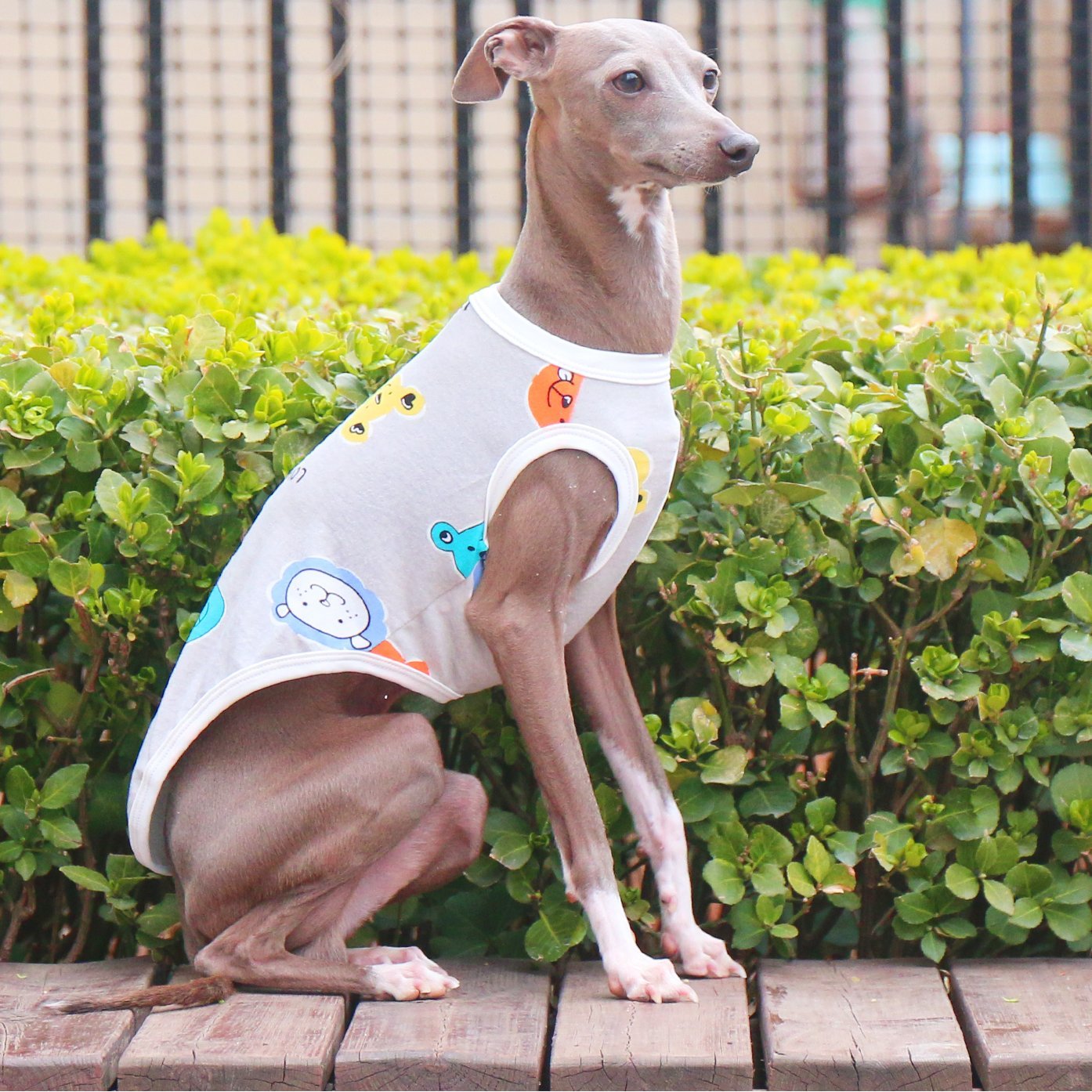 Breathable Floral Stretch Vest for Italian Greyhound - PIKAPIKA