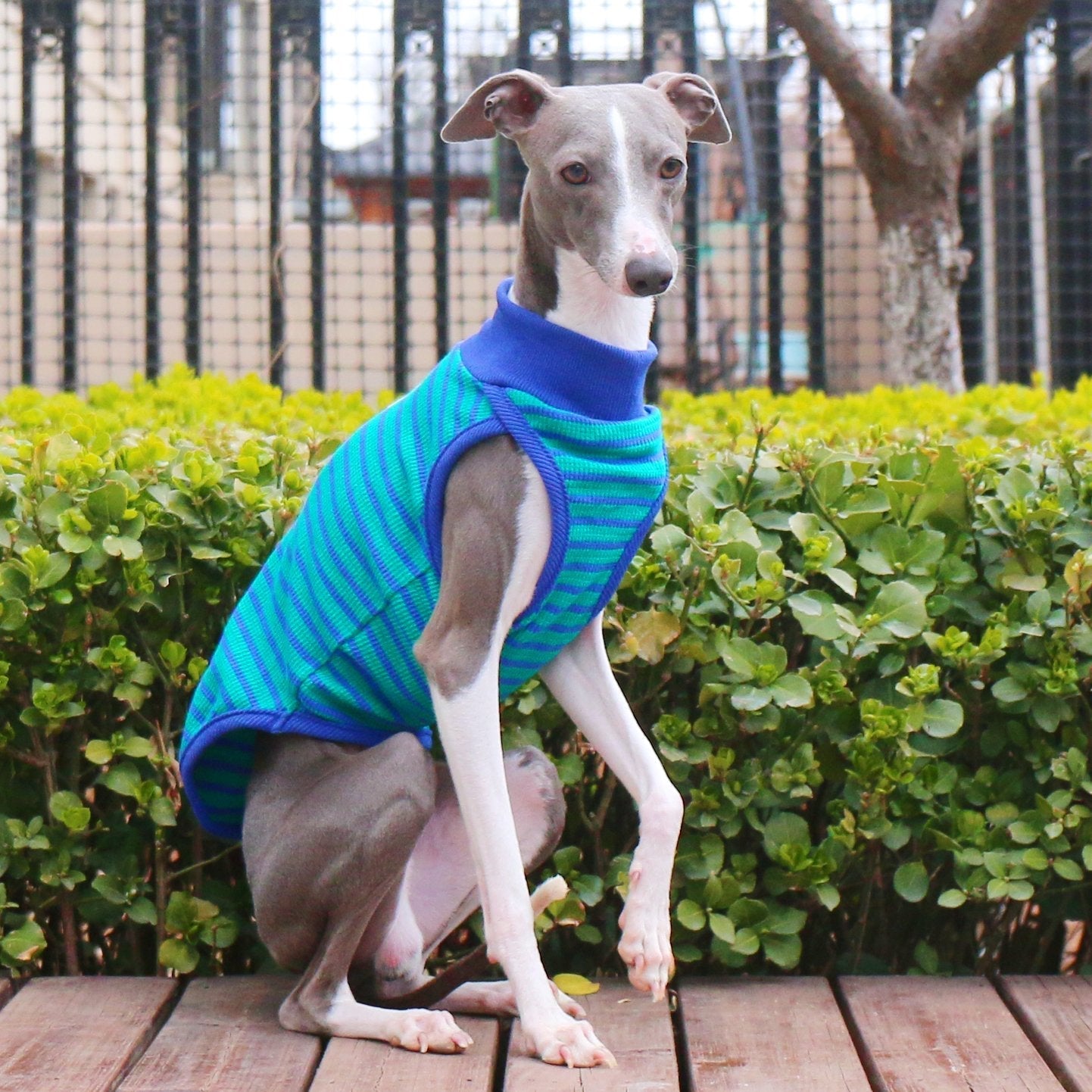 Breathable Lightweight Striped Cotton Vest for Italian Greyhounds - PIKAPIKA