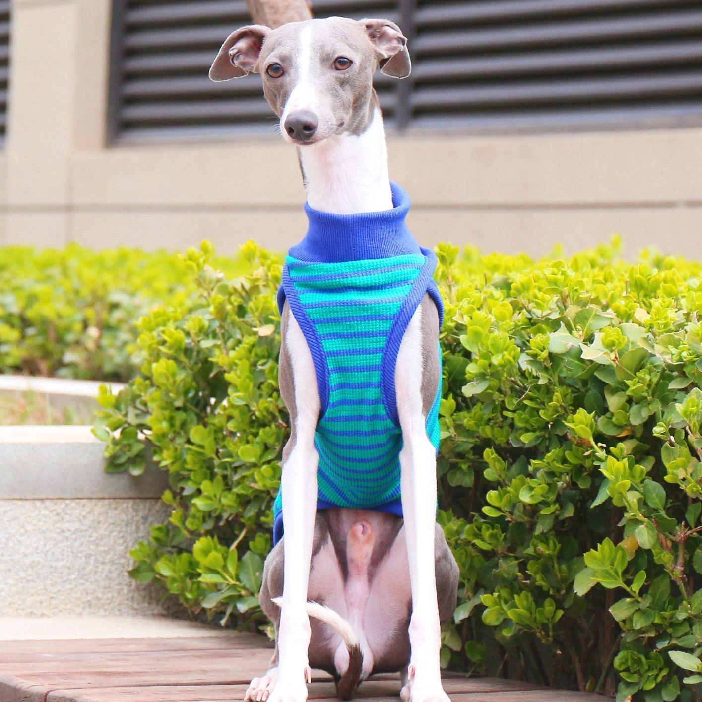 Breathable Lightweight Striped Cotton Vest for Italian Greyhounds - PIKAPIKA