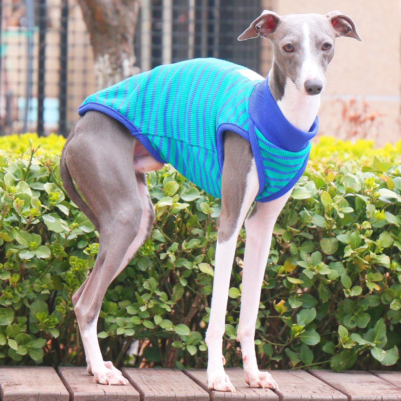 Breathable Lightweight Striped Cotton Vest for Italian Greyhounds - PIKAPIKA
