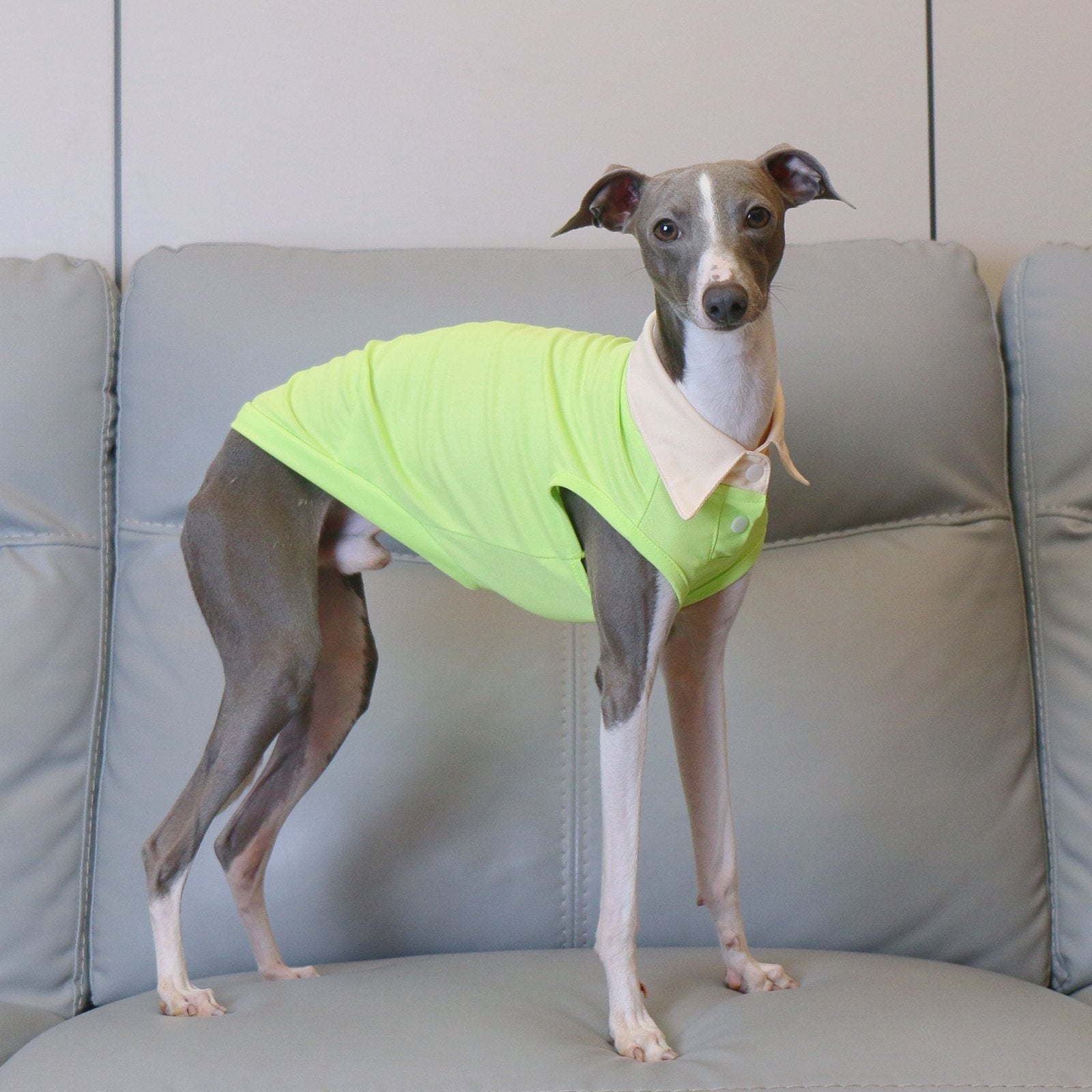 Breathable Polo Shirt Summer Vest for Greyhounds Whippets - PIKAPIKA