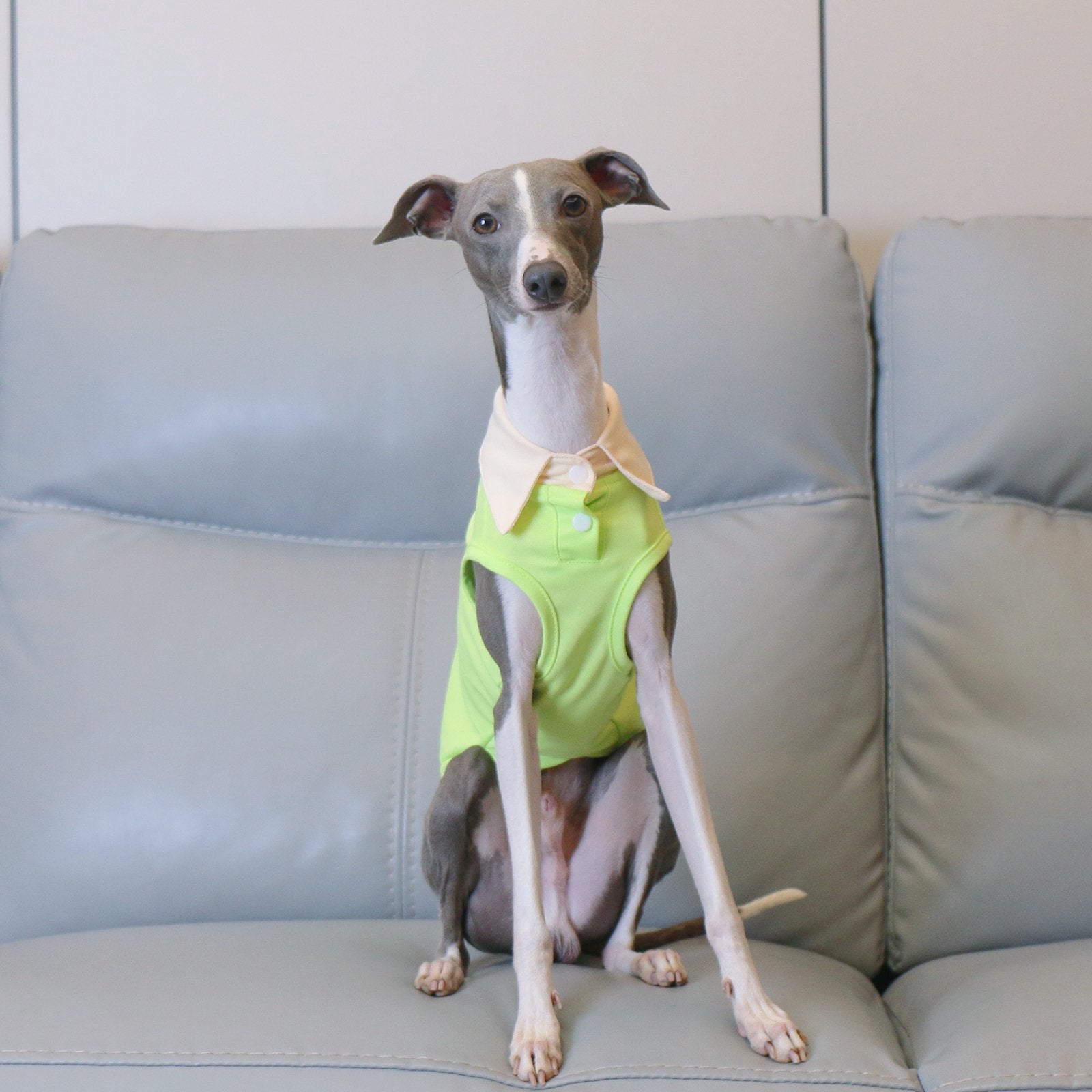 Breathable Polo Shirt Summer Vest for Greyhounds Whippets - PIKAPIKA