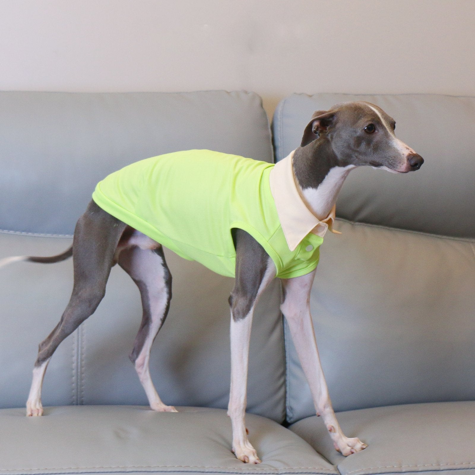 Breathable Polo Shirt Summer Vest for Greyhounds Whippets - PIKAPIKA