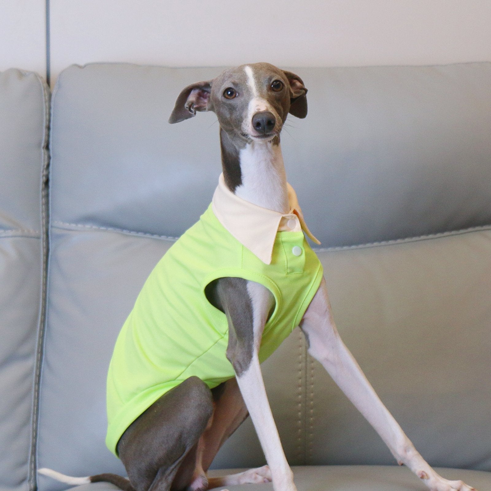Breathable Polo Shirt Summer Vest for Greyhounds Whippets - PIKAPIKA