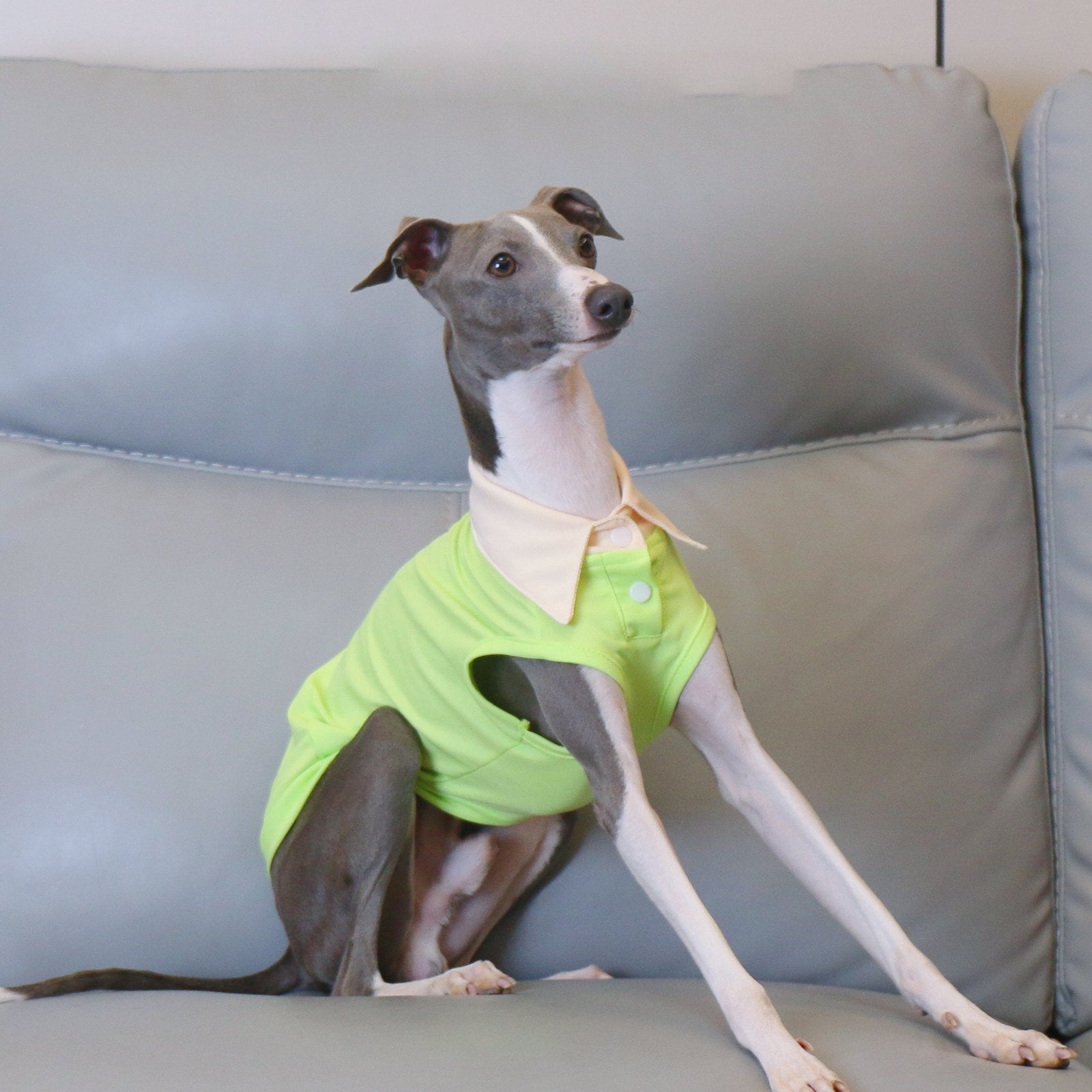 Breathable Polo Shirt Summer Vest for Greyhounds Whippets - PIKAPIKA