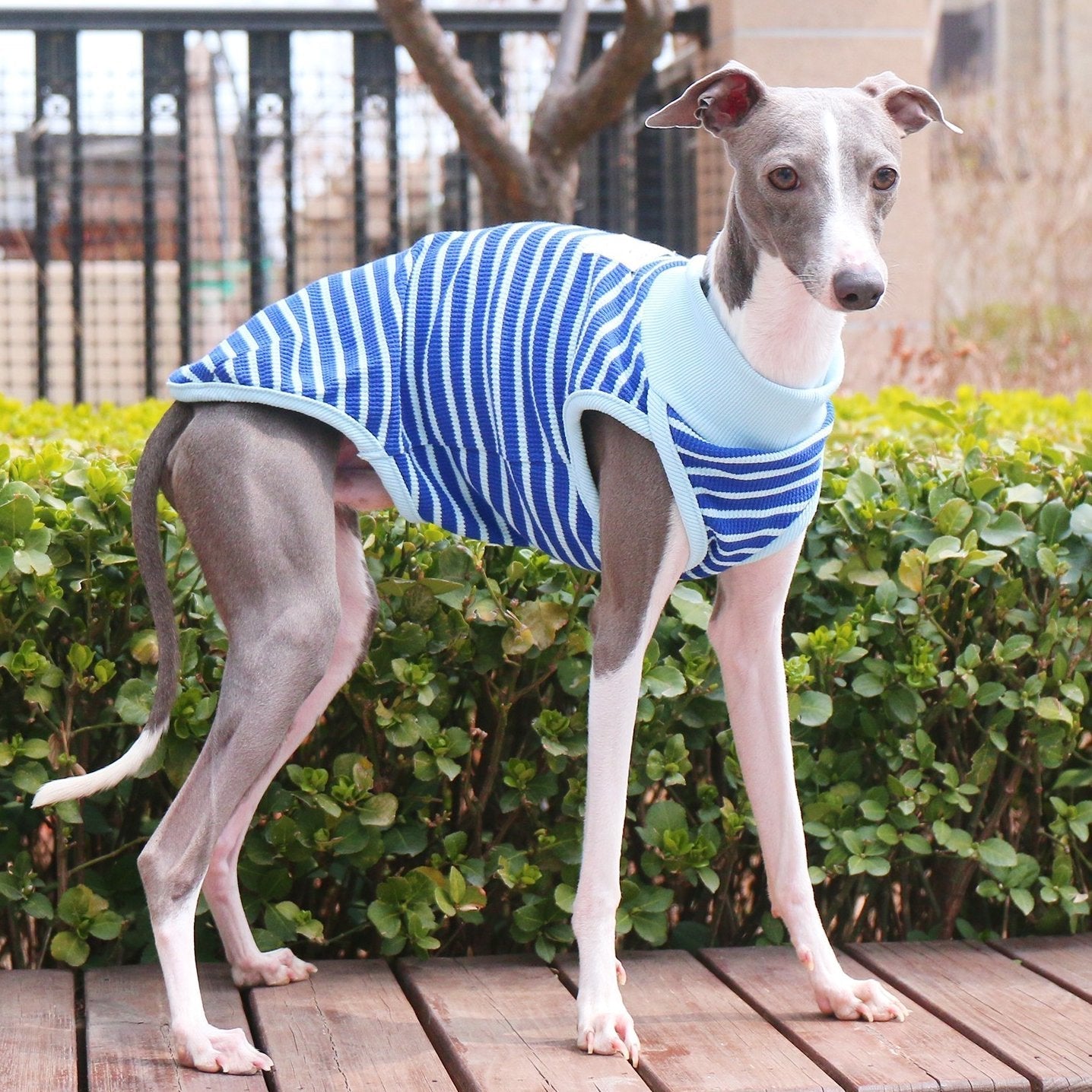 Breathable Striped Cotton Dog Vest for Italian Greyhounds - PIKAPIKA