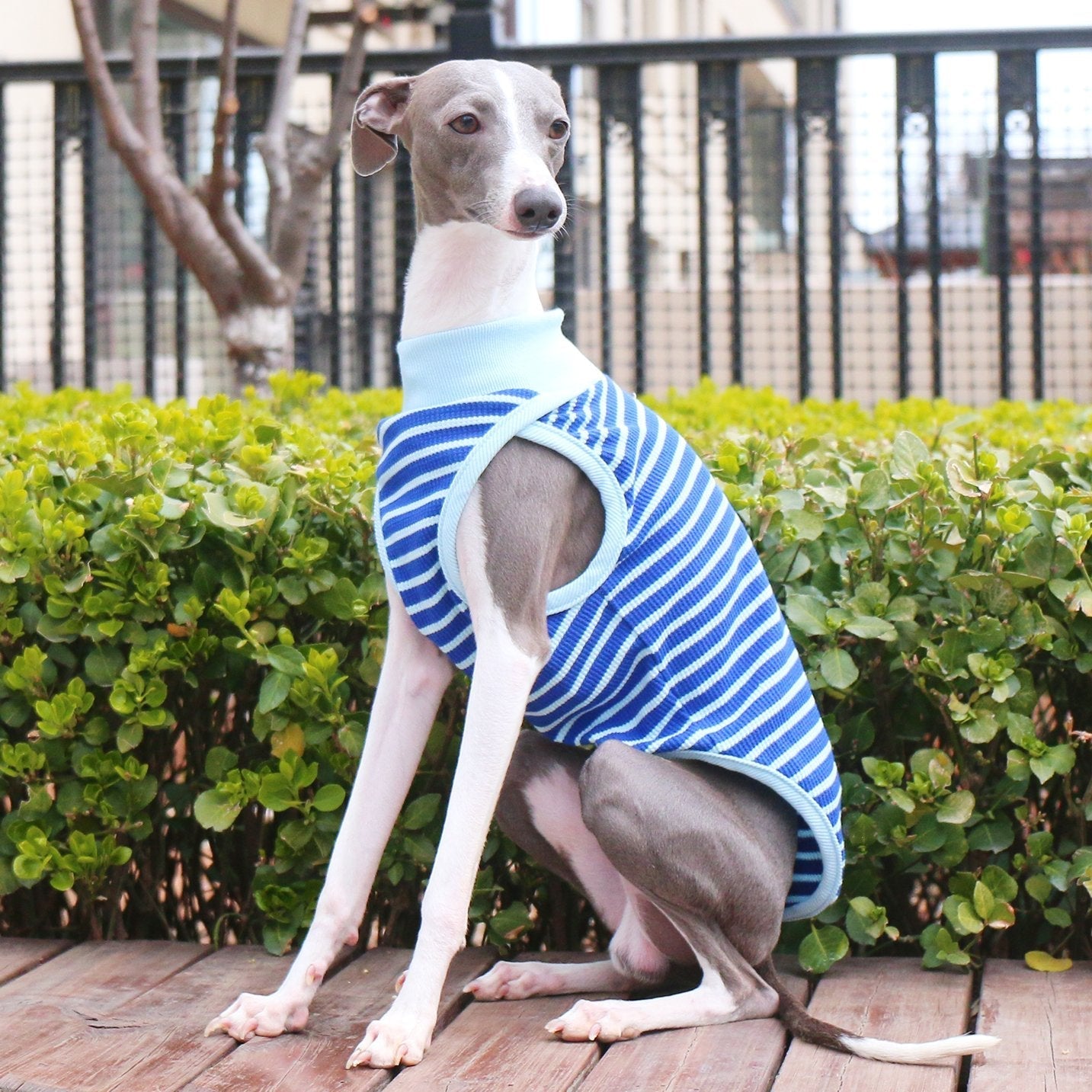 Breathable Striped Cotton Dog Vest for Italian Greyhounds - PIKAPIKA
