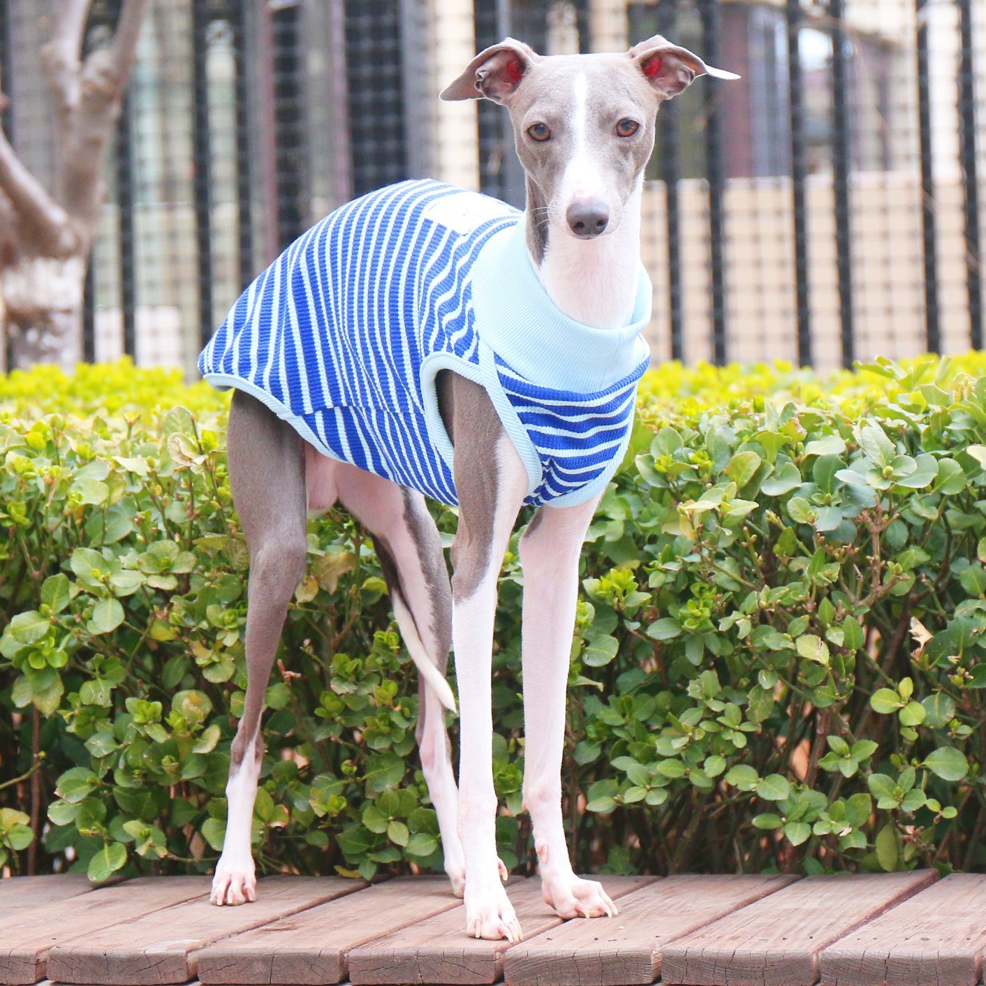 Breathable Striped Cotton Dog Vest for Italian Greyhounds - PIKAPIKA