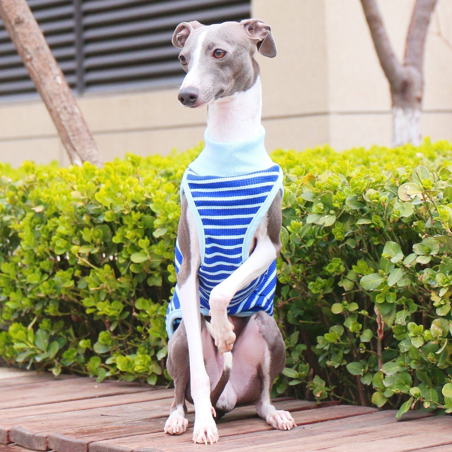 Breathable Striped Cotton Dog Vest for Italian Greyhounds - PIKAPIKA
