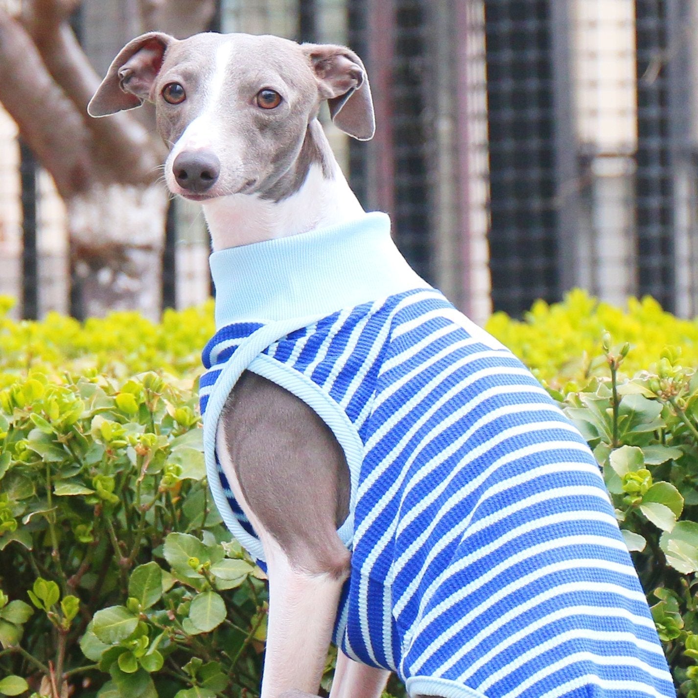 Breathable Striped Cotton Dog Vest for Italian Greyhounds - PIKAPIKA