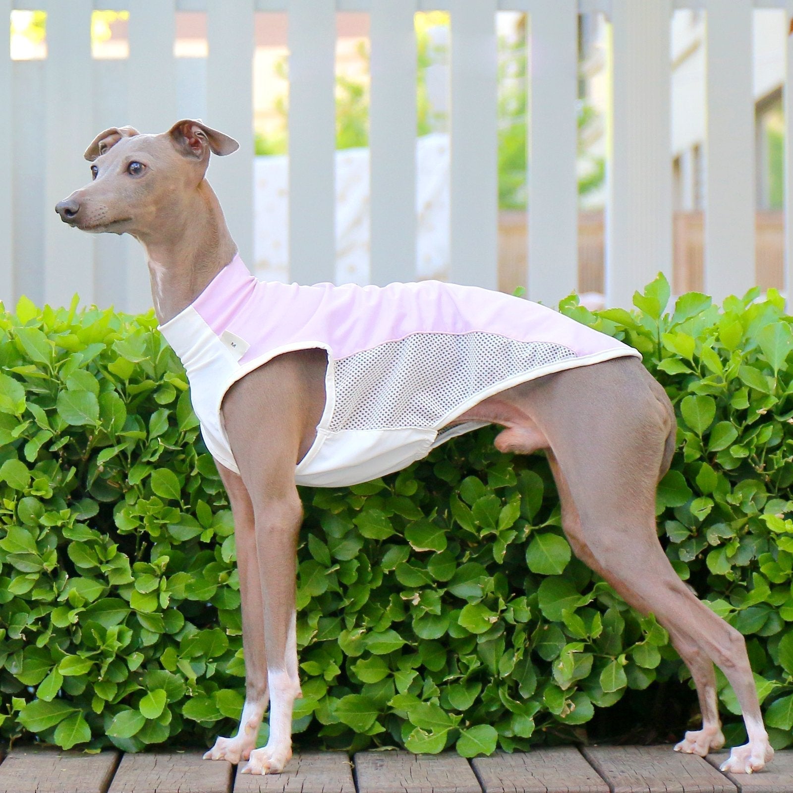 Breathable Summer Vest Cooling Colorblock Top for Sighthound Breeds - PIKAPIKA