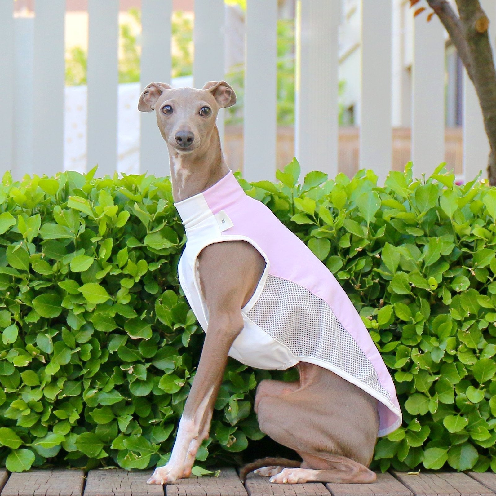 Breathable Summer Vest Cooling Colorblock Top for Sighthound Breeds - PIKAPIKA