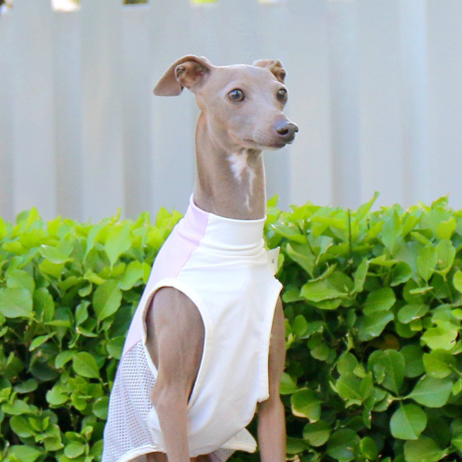 Breathable Summer Vest Cooling Colorblock Top for Sighthound Breeds - PIKAPIKA