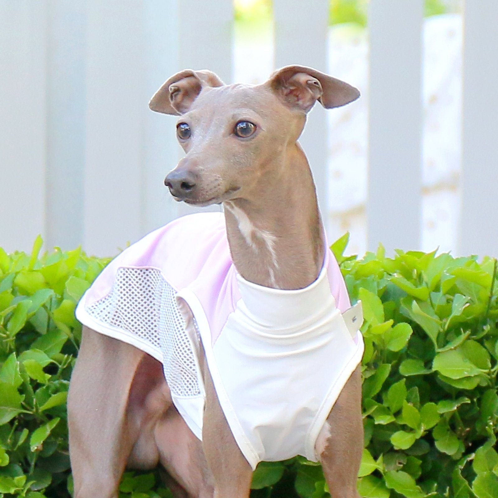 Breathable Summer Vest Cooling Colorblock Top for Sighthound Breeds - PIKAPIKA
