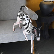 Breathable Vest Summer Thin Sleeveless for Sighthounds - PIKAPIKA