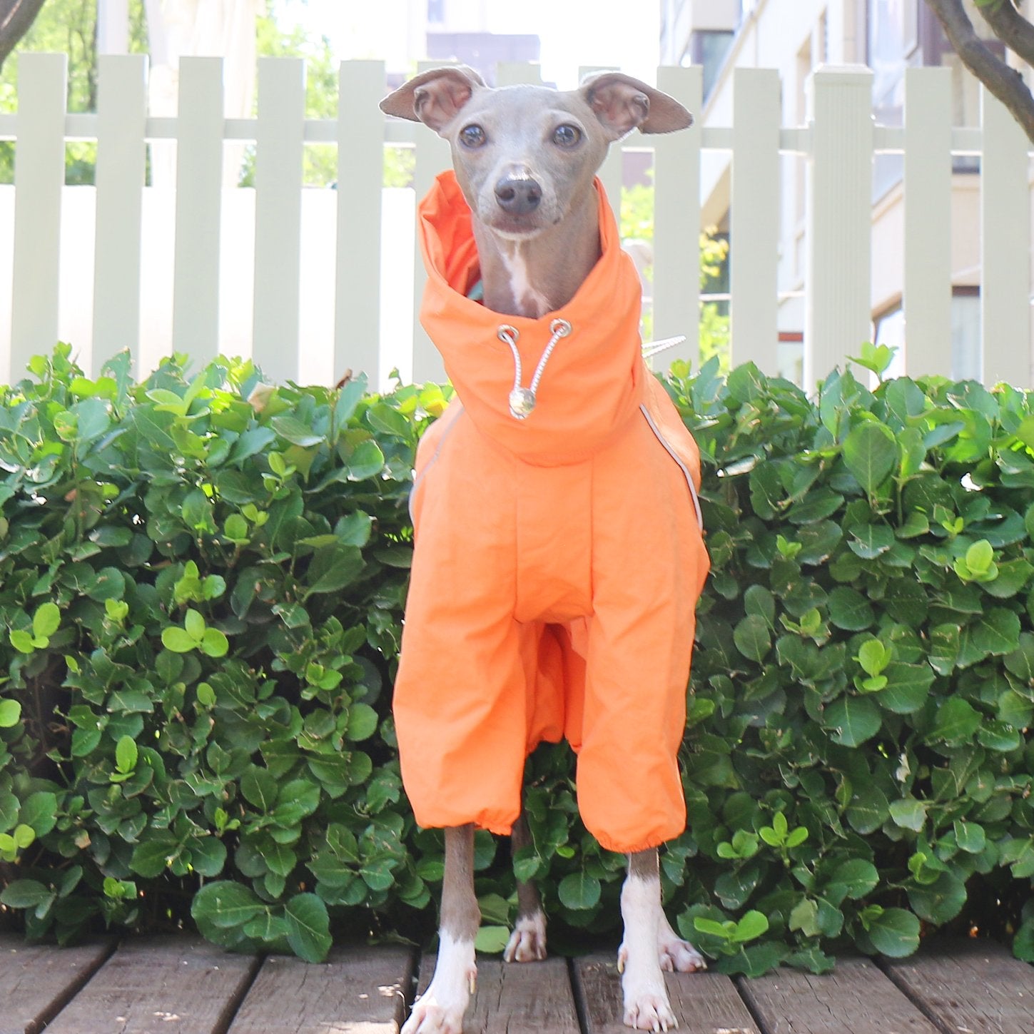 Breathable Waterproof Jacket Highneck Zip Raincoat for Sighthound - PIKAPIKA