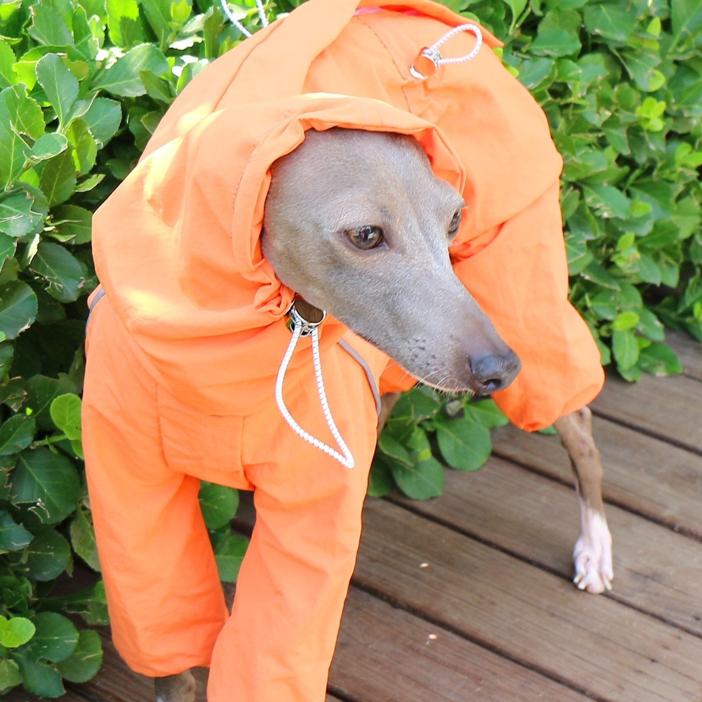 Breathable Waterproof Jacket Highneck Zip Raincoat for Sighthound - PIKAPIKA