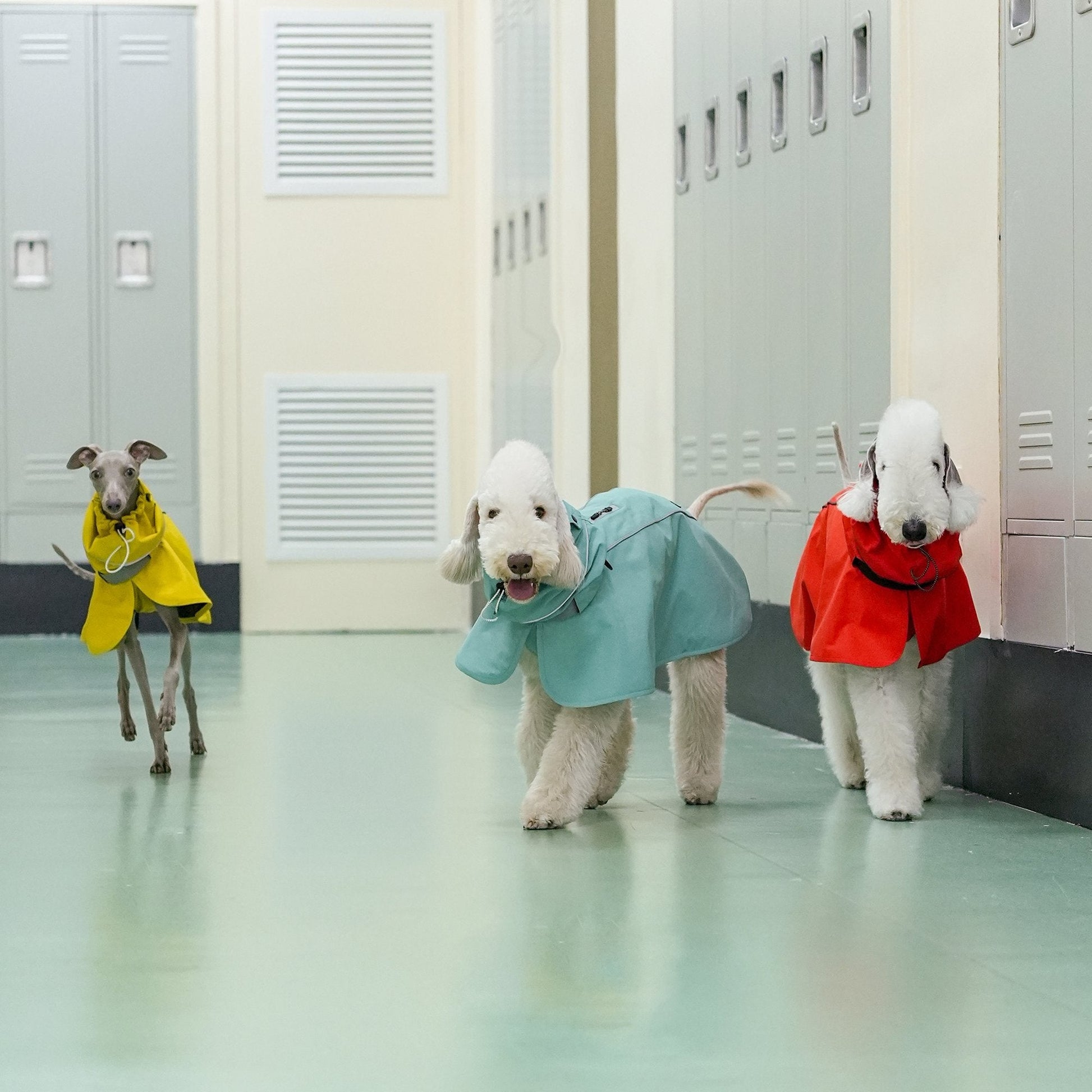 Breezy Raincape for Dogs Lightweight and Water Resistant - PIKAPIKA