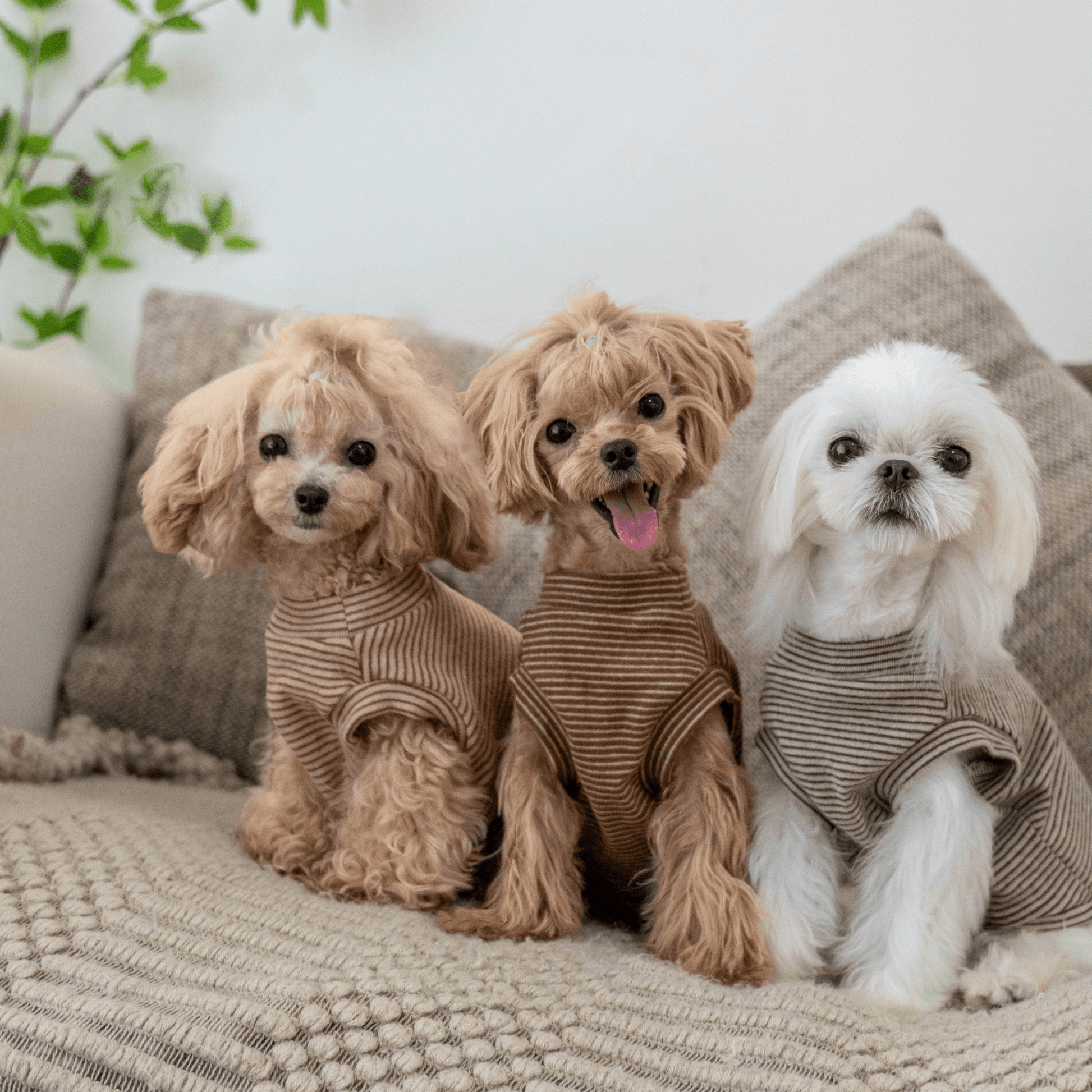 Brushed Cotton Striped Vest for Toy Dogs - PIKAPIKA