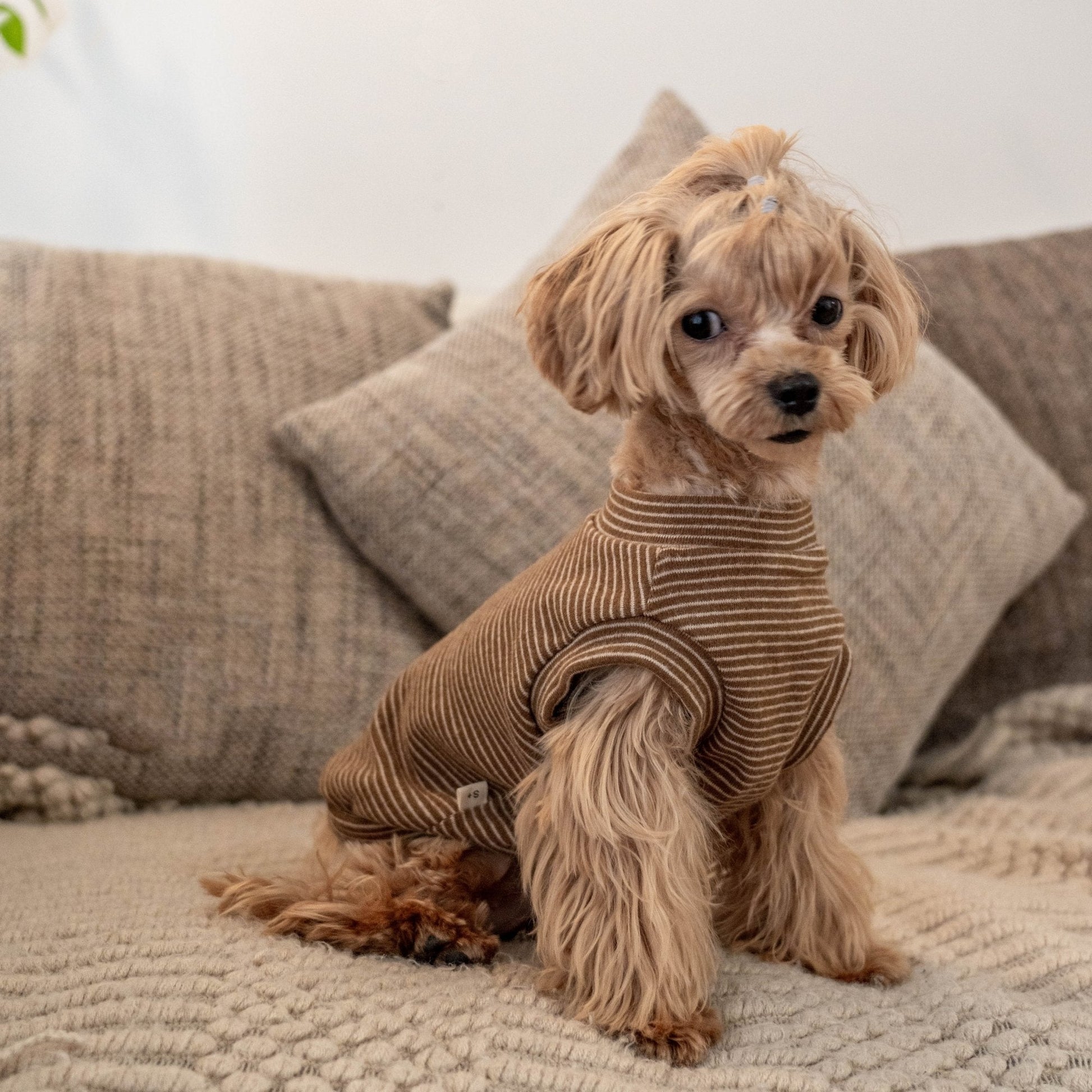 Brushed Cotton Striped Vest for Toy Dogs - PIKAPIKA