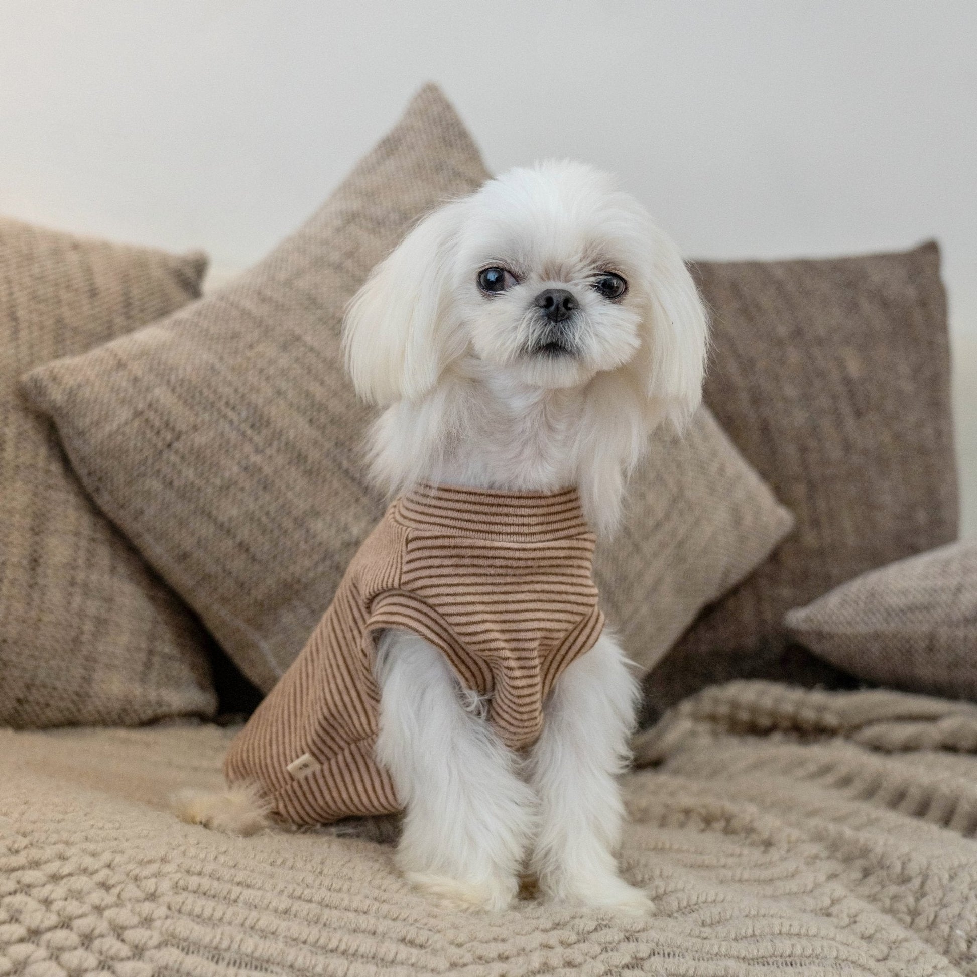 Brushed Cotton Striped Vest for Toy Dogs - PIKAPIKA