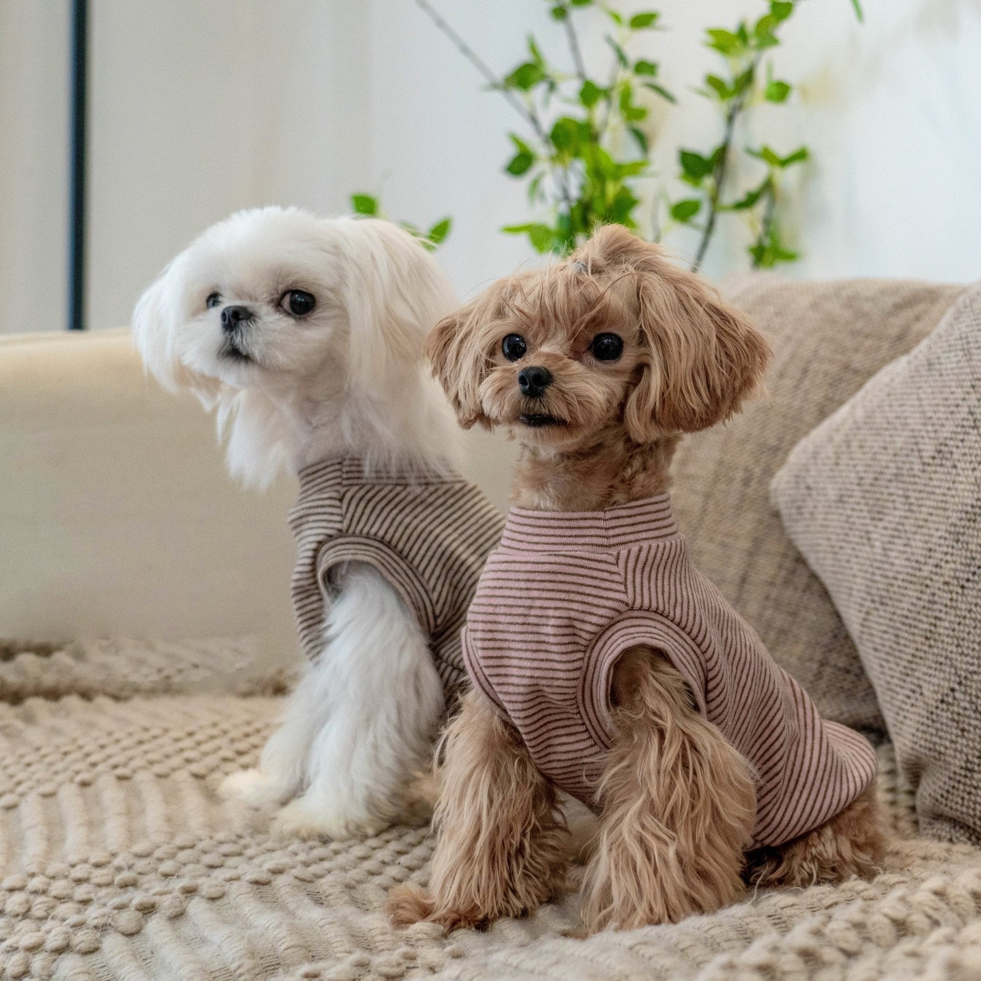 Brushed Cotton Striped Vest for Toy Dogs - PIKAPIKA
