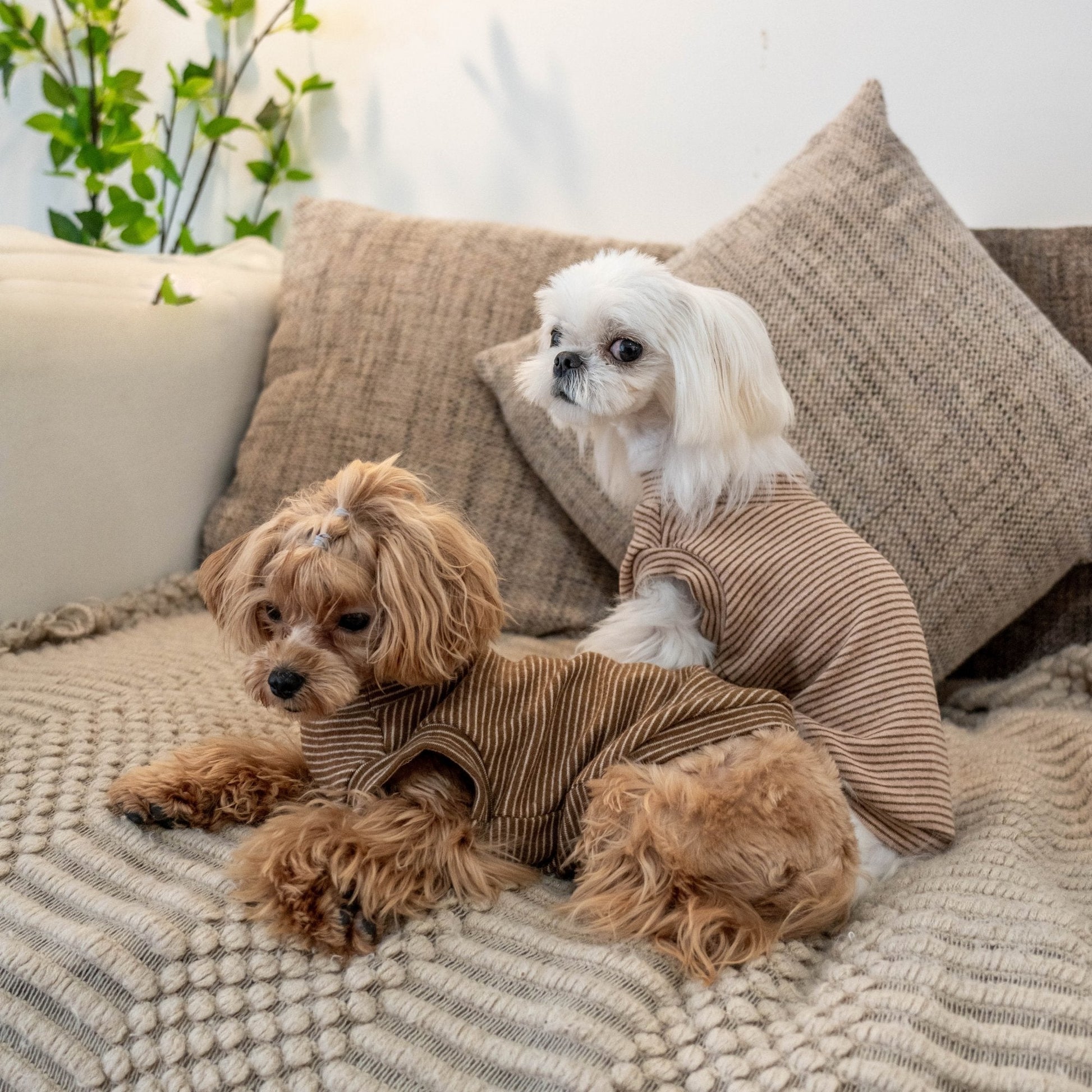 Brushed Cotton Striped Vest for Toy Dogs - PIKAPIKA