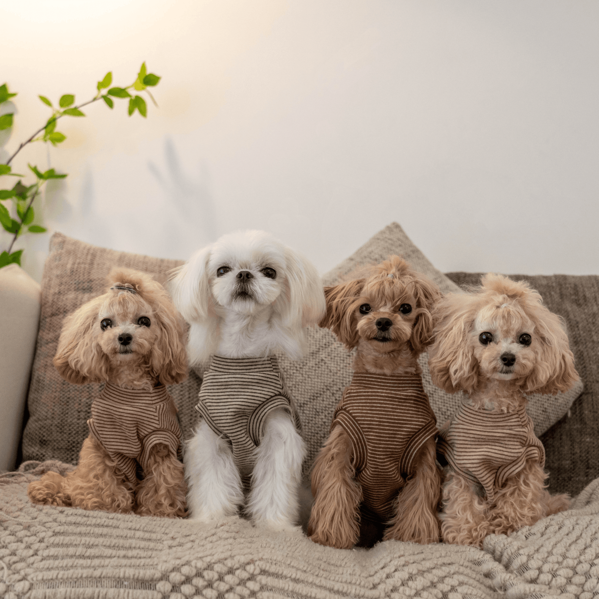 Brushed Cotton Striped Vest for Toy Dogs - PIKAPIKA