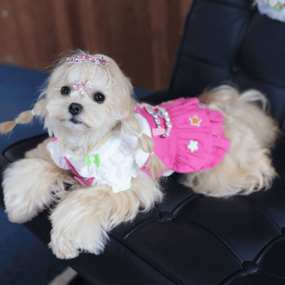BELO Red Suspender Dress – Chic Dog Outfit for Small Pets