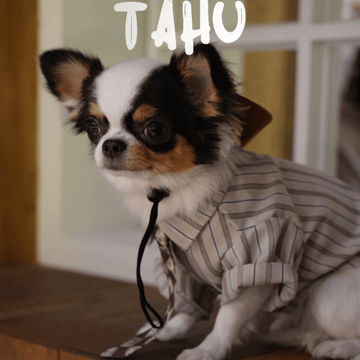 Gentleman Pet Shirt – Fall Dog & Cat Apparel