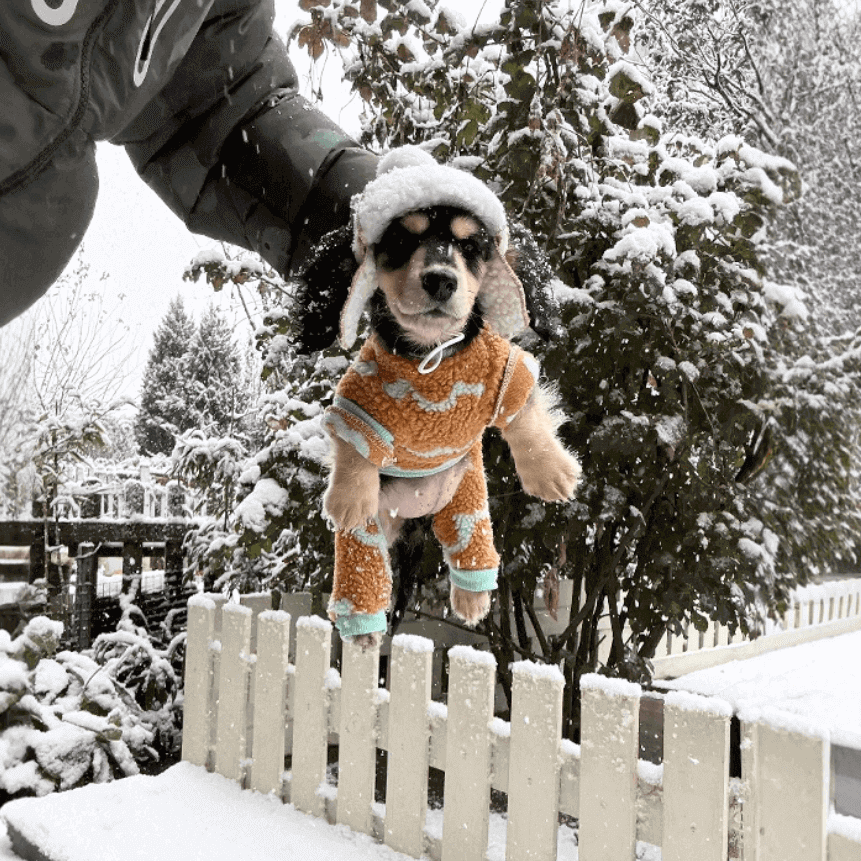 Dog Bodysuit Plush Lined Four Legs Winter Coat Green Size XS-2XL