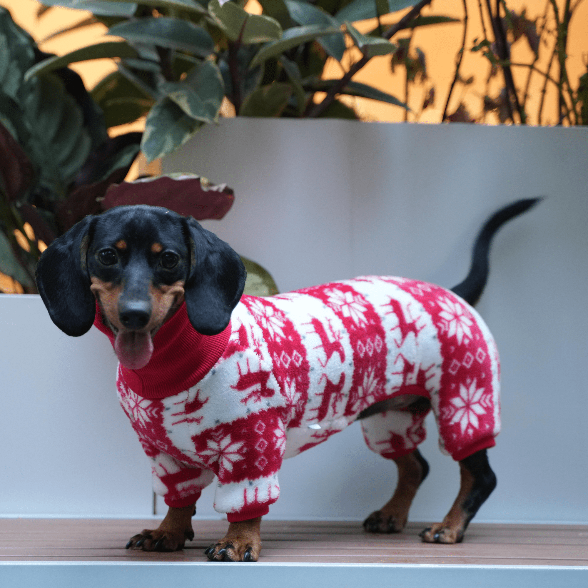 Christmas Dog Onesies Cotton Fleece Dachshund Clothes Costume - PIKAPIKA