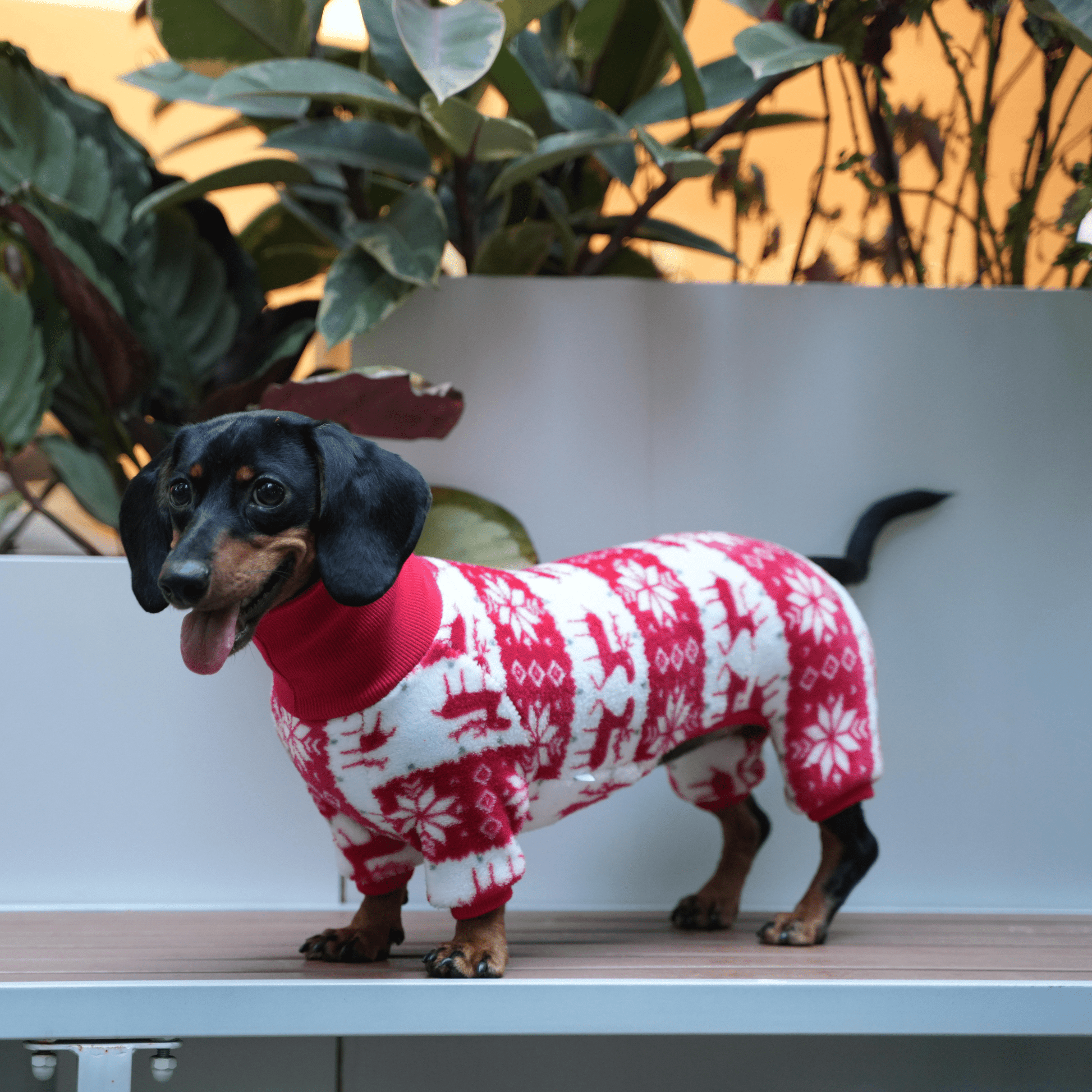 Christmas Dog Onesies Cotton Fleece Dachshund Clothes Costume - PIKAPIKA
