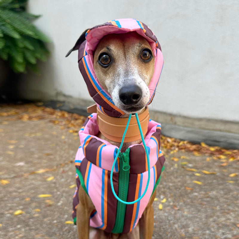 Dog Jacket Padding Coat with Hat Rainbow Stripe Italian Greyhound Clothes