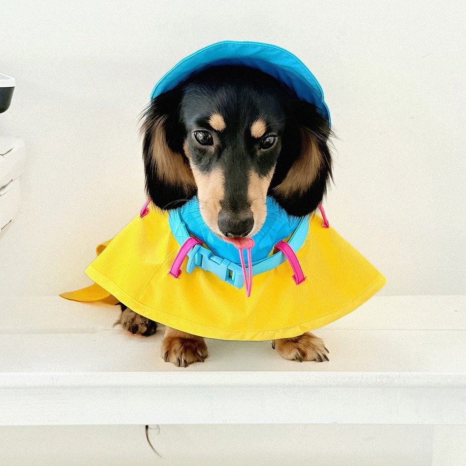 Colorblock Waterproof Raincoat for Dachshunds – Adjustable Outdoor Jacket - PIKAPIKA