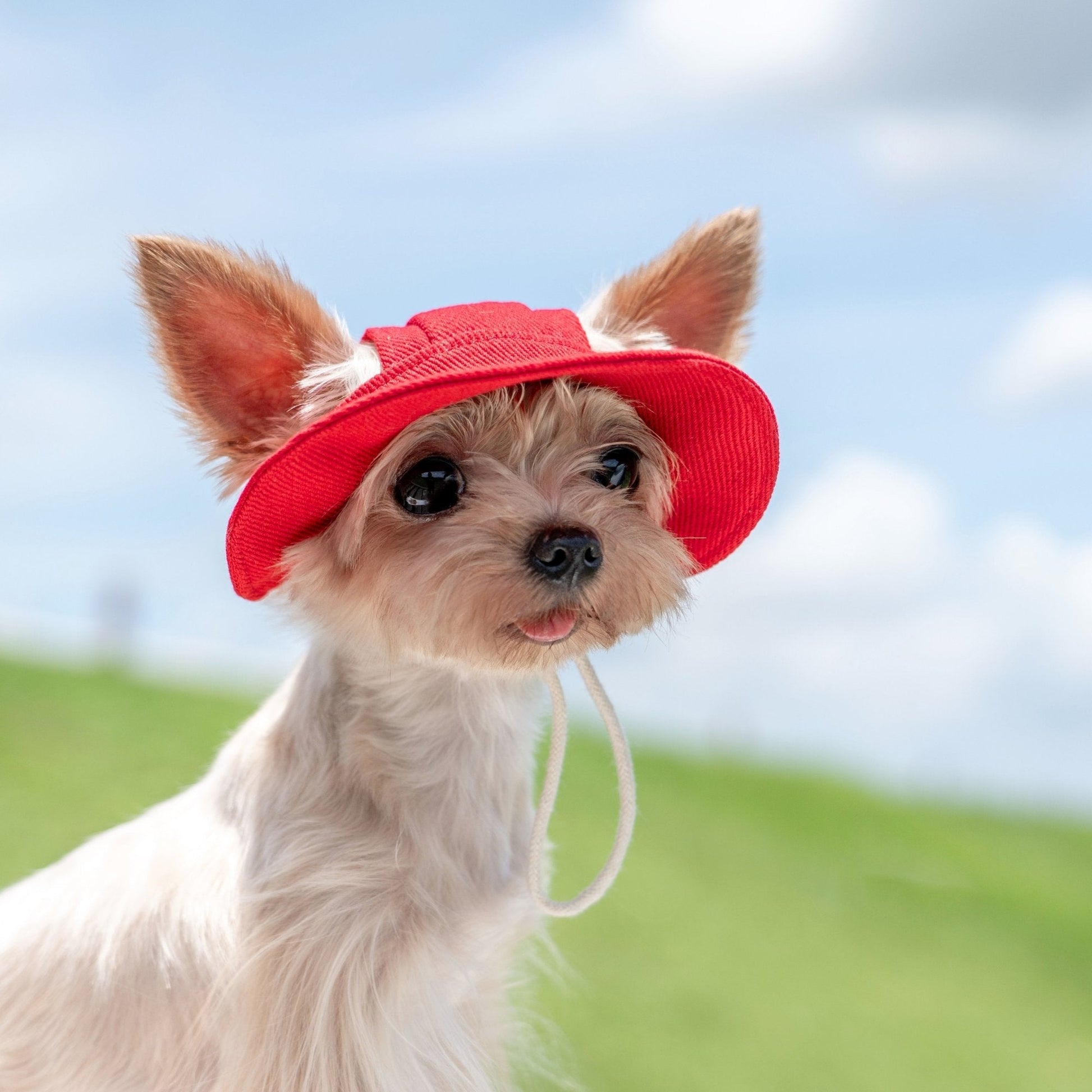 Colorful Summer Sun Hat with Ear Holes for Toy Dogs - PIKAPIKA