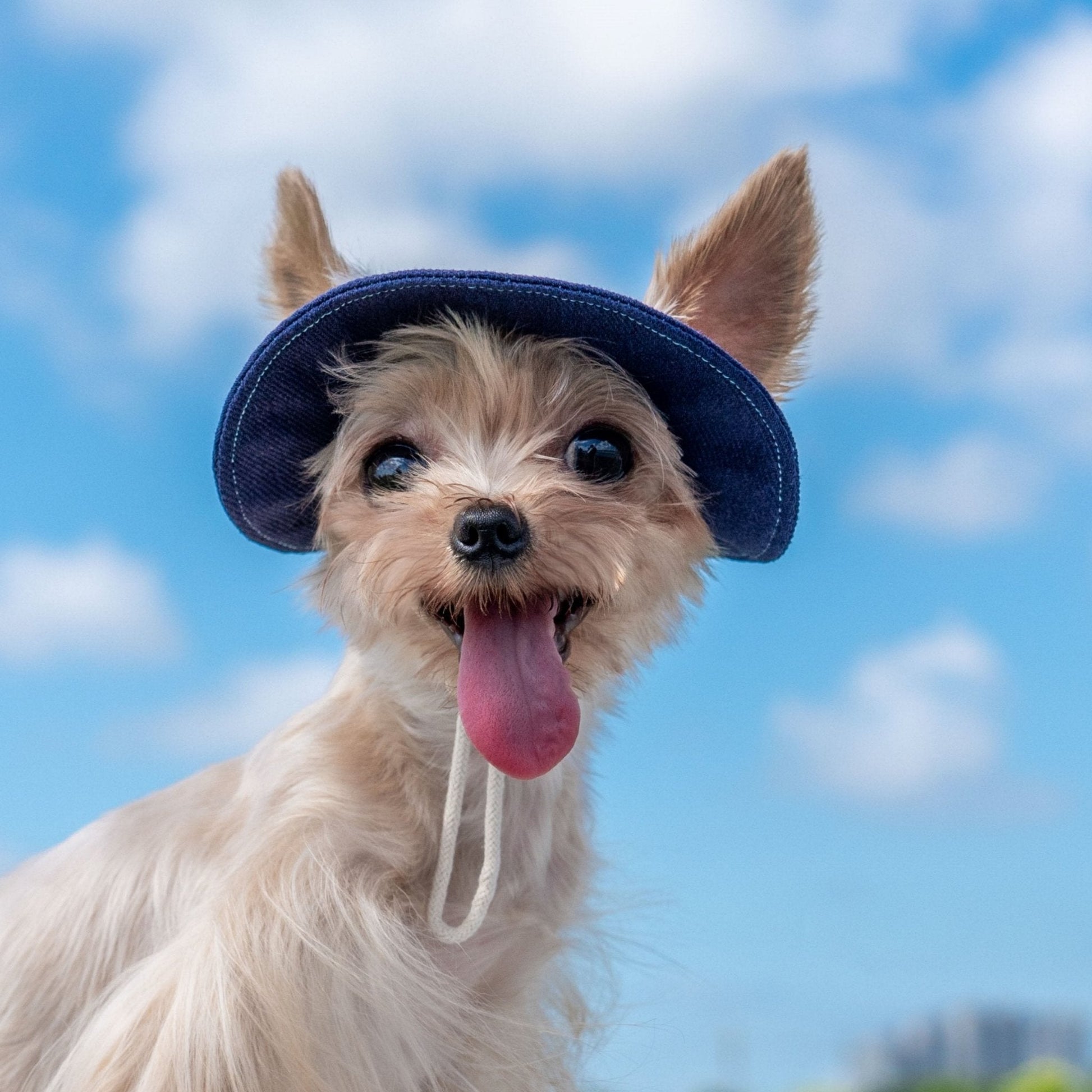 Colorful Summer Sun Hat with Ear Holes for Toy Dogs - PIKAPIKA