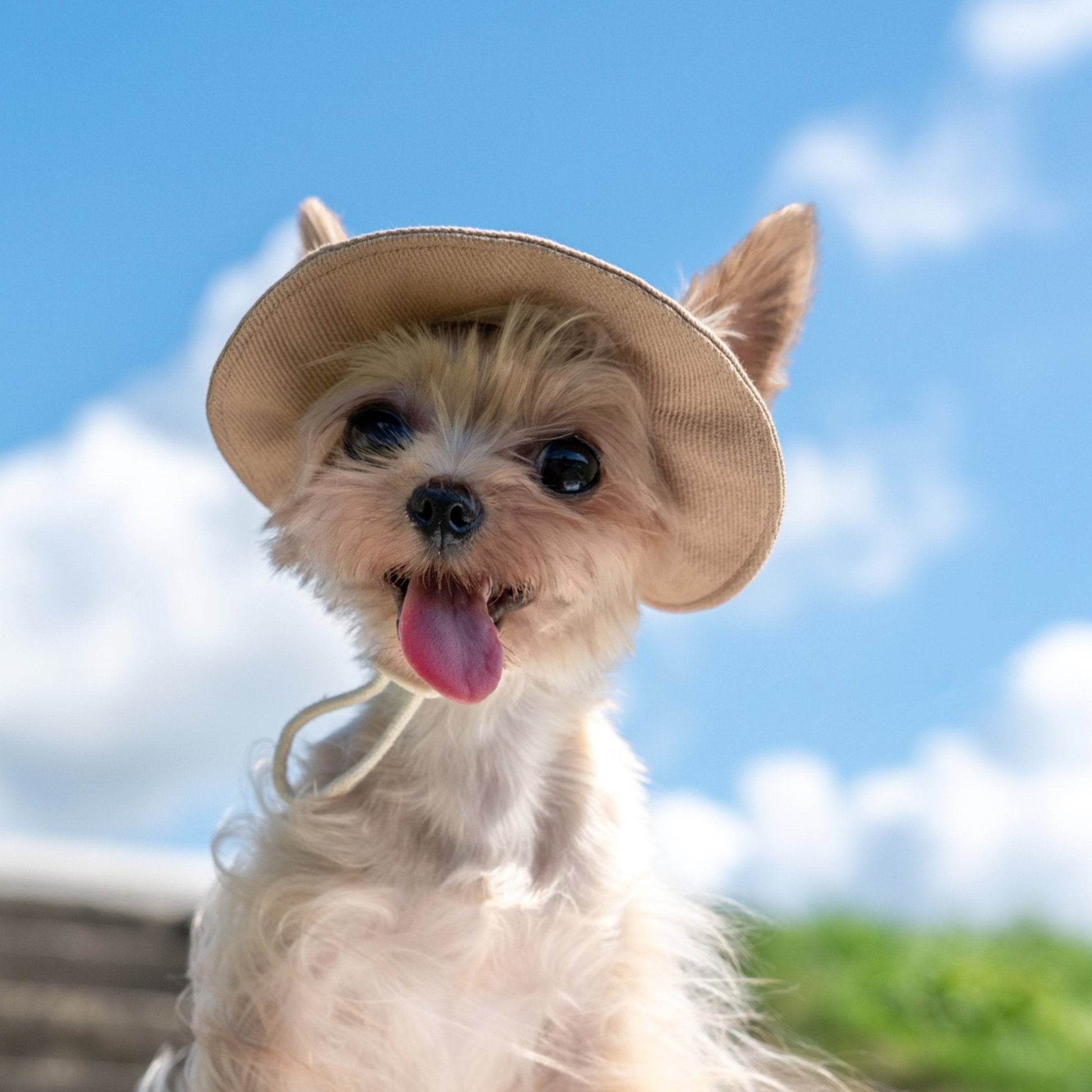 Colorful Summer Sun Hat with Ear Holes for Toy Dogs - PIKAPIKA